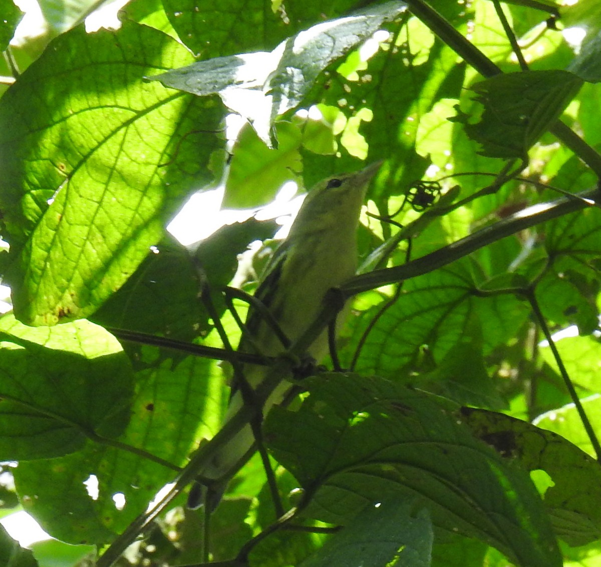 Blackpoll Warbler - ML377814661