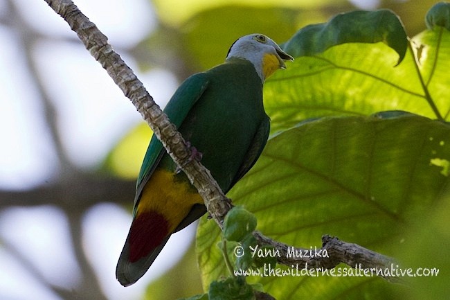 Black-naped Fruit-Dove - ML377814951