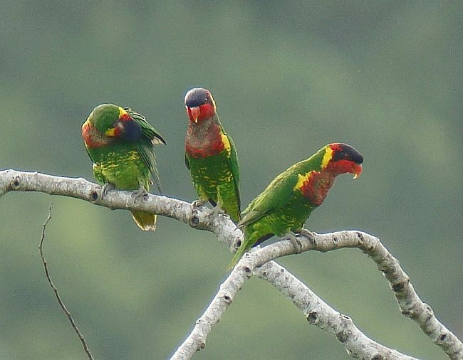 Ornate Lorikeet - ML377815271