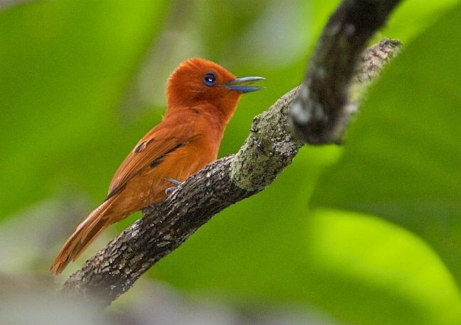 Rufous Paradise-Flycatcher (Southern) - ML377815951