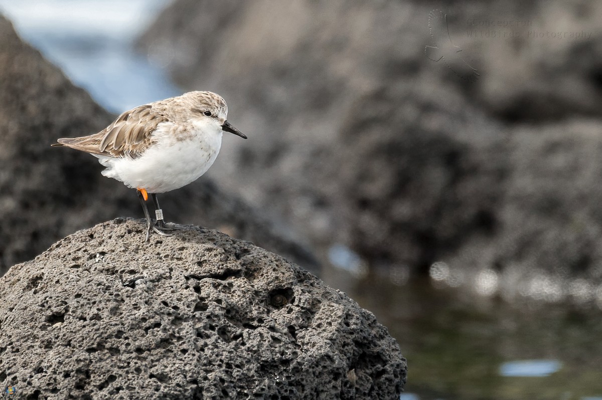 Red-necked Stint - Gilvertt Concepcion