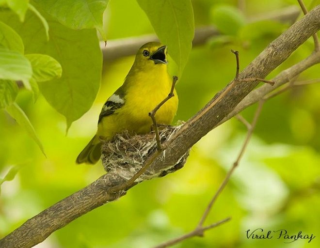 Common Iora - Pankaj Maheria