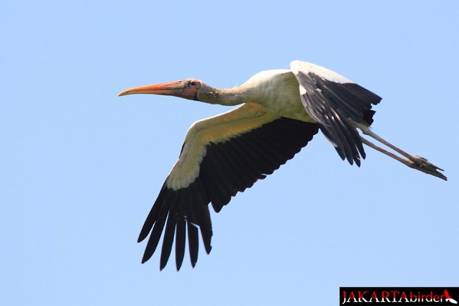 malaystork - ML377816481