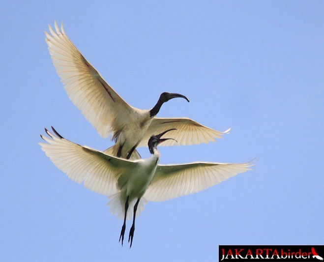 Black-headed Ibis - ML377816501