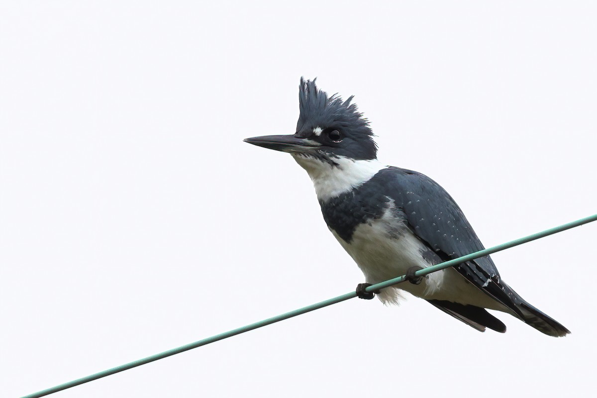 Belted Kingfisher - Brent Cox