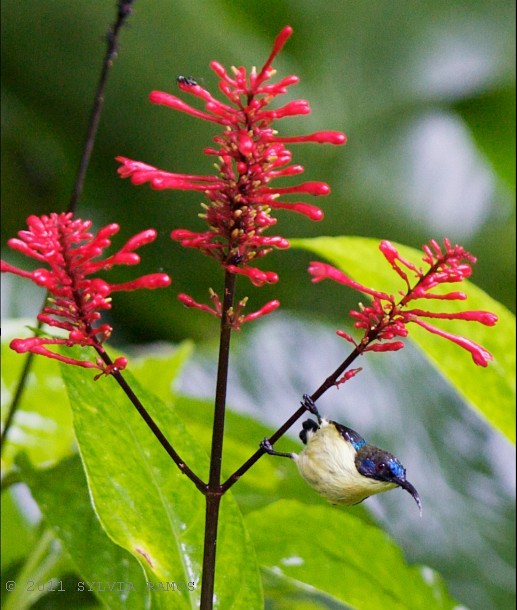 Metallic-winged Sunbird (Bohol) - ML377816871