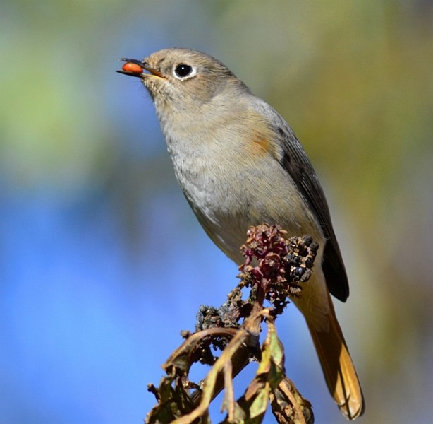 Hodgson's Redstart - ML377816901