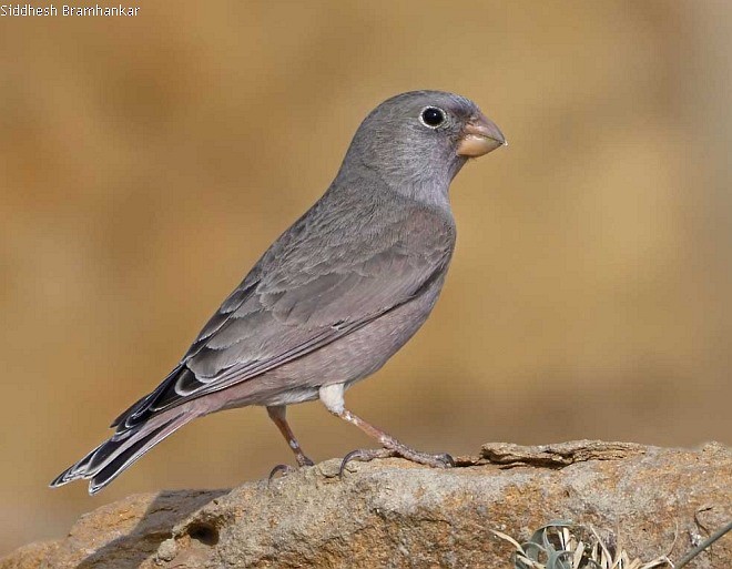 Trumpeter Finch - Siddhesh Bramhankar