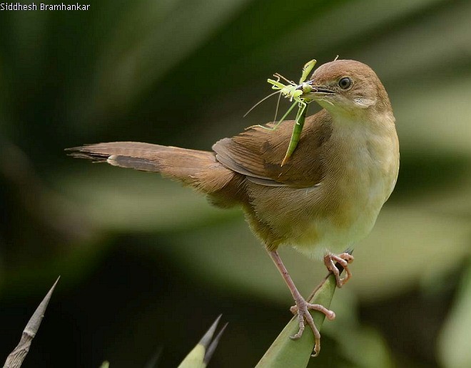 Broad-tailed Grassbird - ML377818071