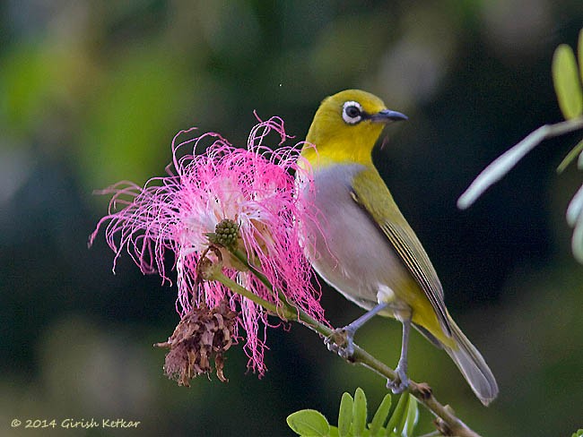 Indian White-eye - ML377819001