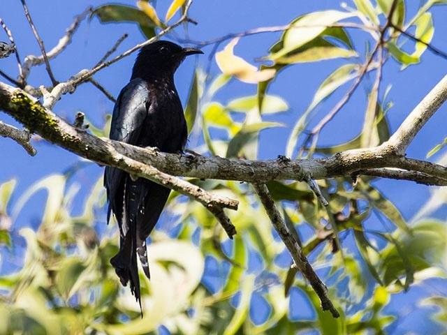 Moluccan Drongo-Cuckoo - ML377819051