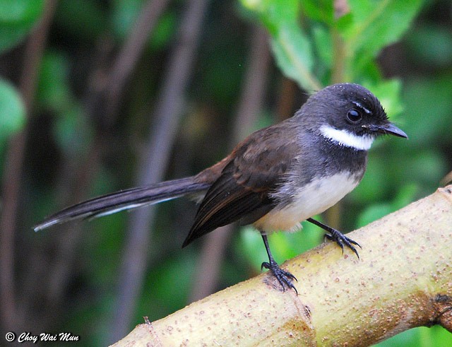 Malaysian Pied-Fantail - Choy Wai Mun