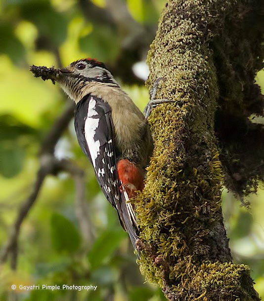 Himalayan Woodpecker - ML377819621