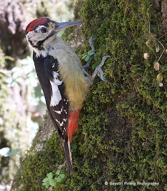 Himalayan Woodpecker - ML377819821