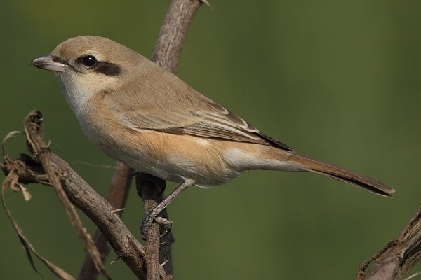 Isabelline Shrike - ML377820351