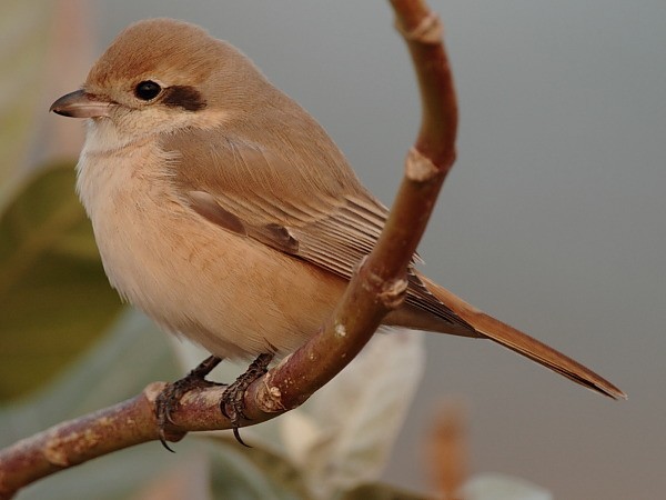 Isabelline Shrike - ML377820401