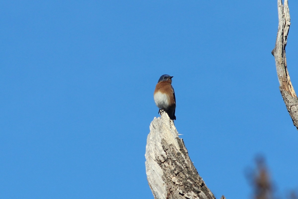 Eastern Bluebird - ML37782071