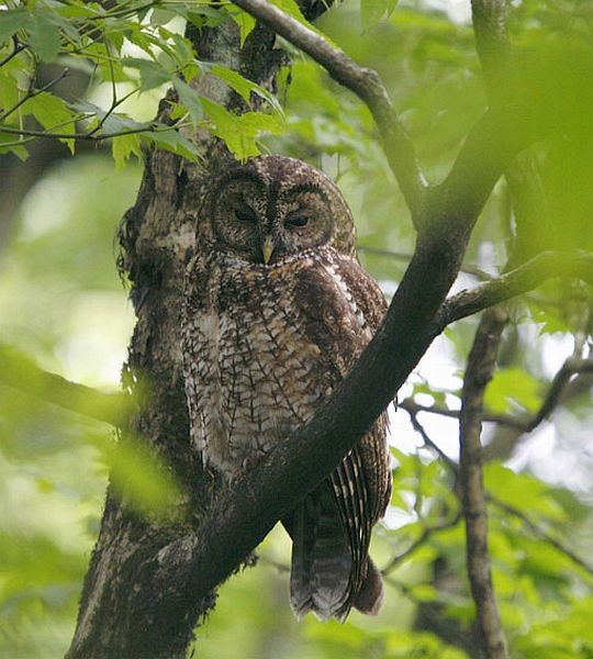 Himalayan Owl - ML377821121