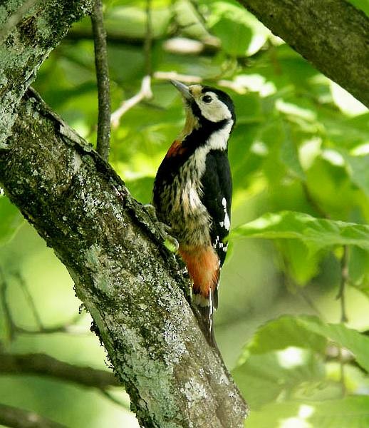 Necklaced Woodpecker - ML377821151