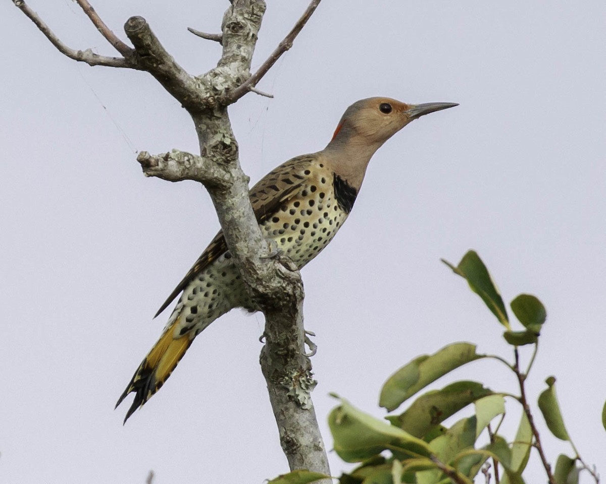 Northern Flicker (Yellow-shafted) - ML377821611