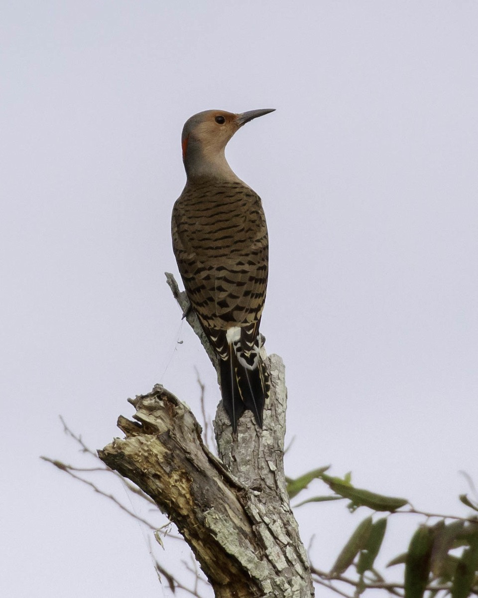 Northern Flicker (Yellow-shafted) - ML377821751