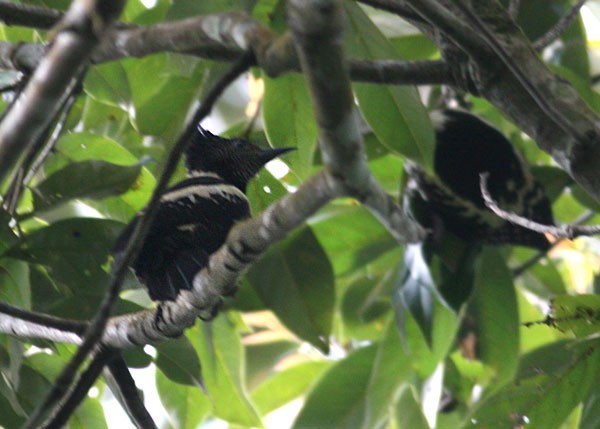 Black-and-buff Woodpecker - ML377821981