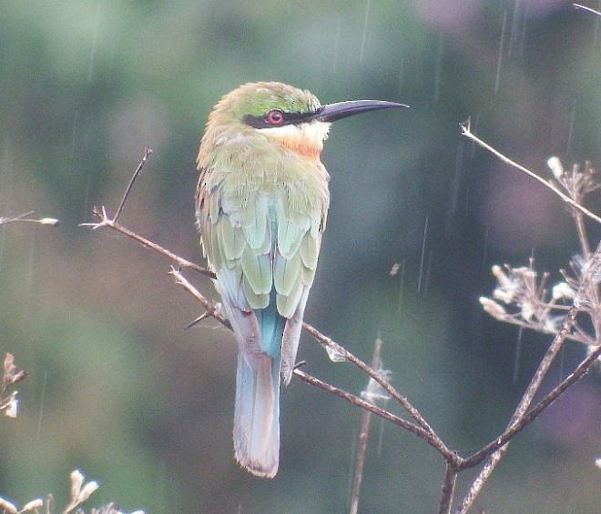 Blue-tailed Bee-eater - ML377823341