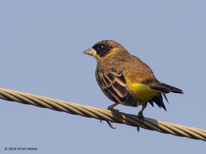 Black-headed Bunting - ML377823981
