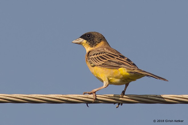 Black-headed Bunting - ML377824041