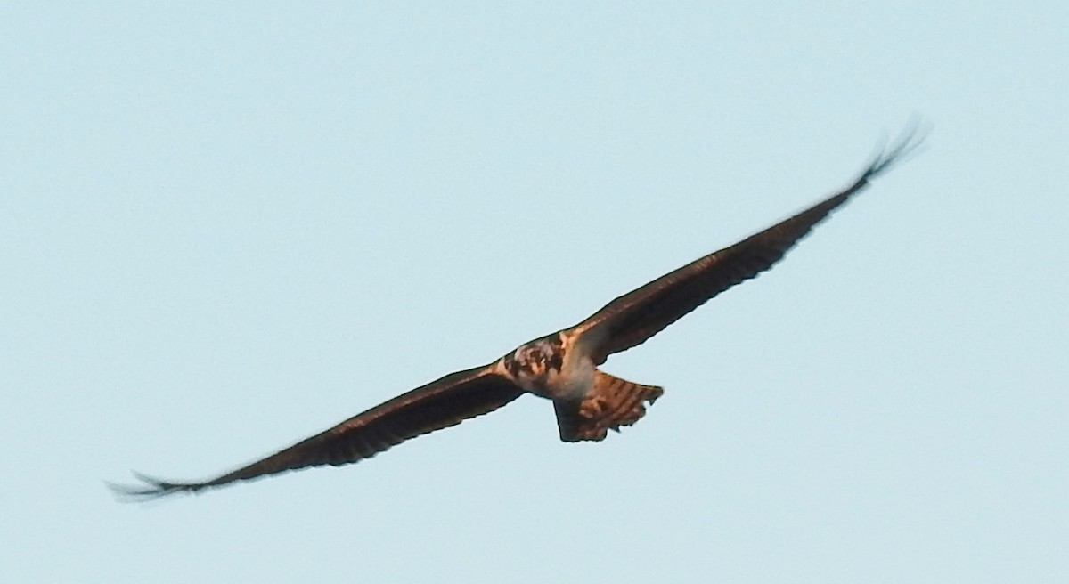 Osprey - Shirley Stafford