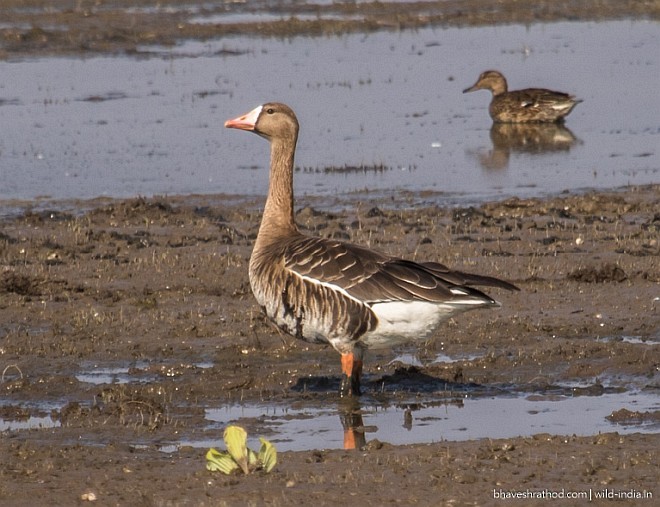 Greater White-fronted Goose - ML377825351