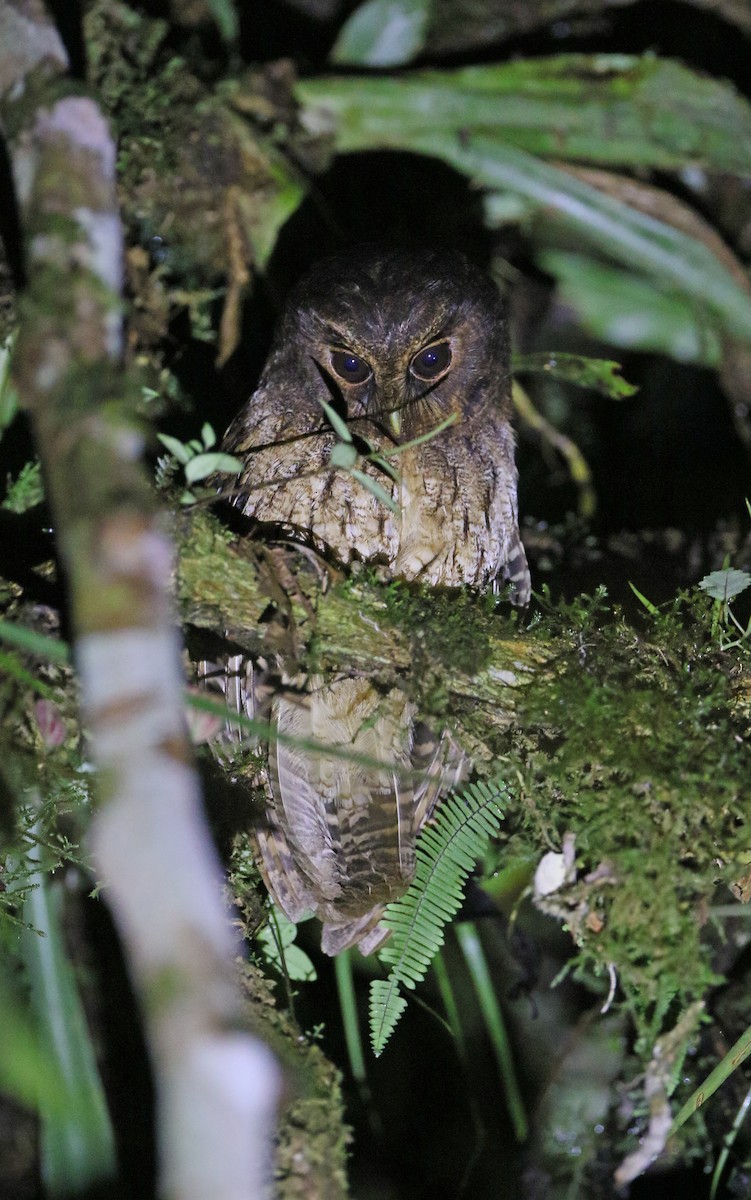 Rufescent Screech-Owl (Rufescent) - Christoph Moning