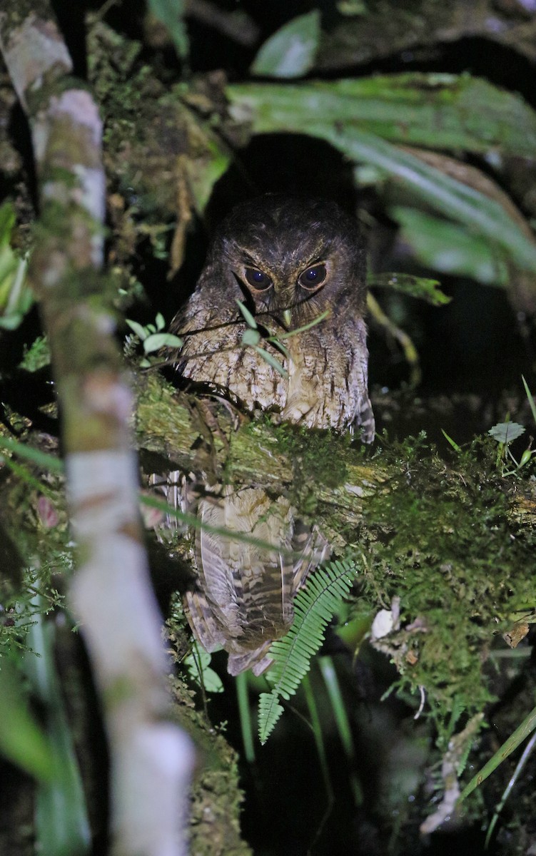 Rufescent Screech-Owl (Rufescent) - ML377825621