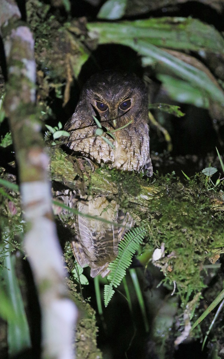 výreček narezavělý (ssp. ingens/venezuelanus) - ML377825641