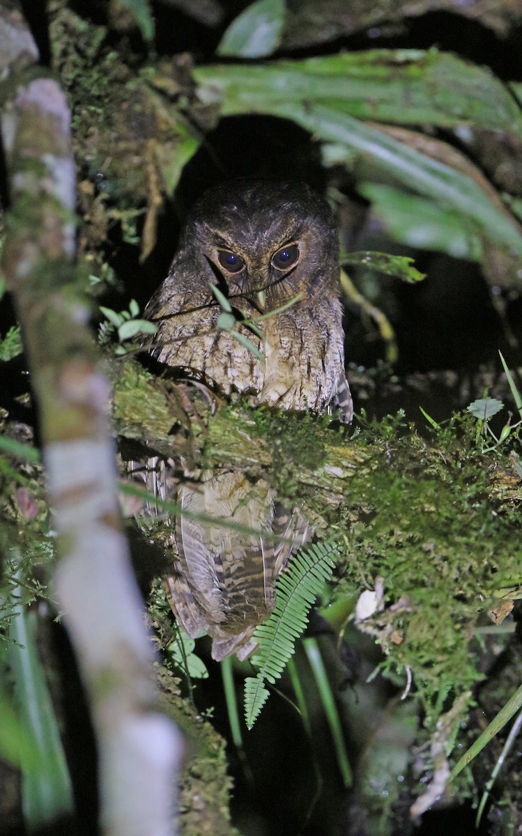 Rufescent Screech-Owl (Rufescent) - Christoph Moning