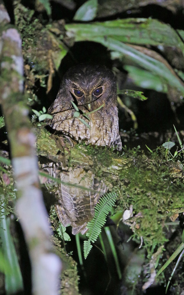 výreček narezavělý (ssp. ingens/venezuelanus) - ML377825741