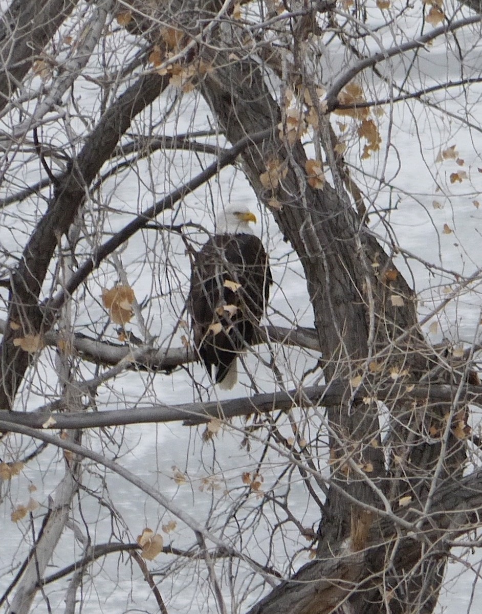 Bald Eagle - ML377825871