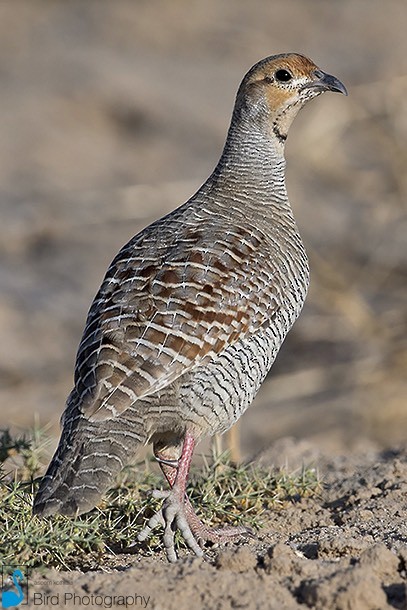 Gray Francolin - ML377826301