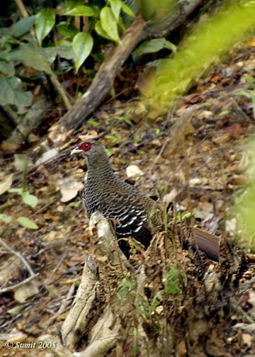 Kalij Pheasant - ML377826951