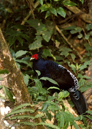 Kalij Pheasant - ML377826971