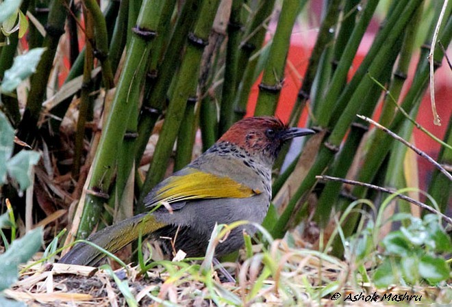 Chestnut-crowned Laughingthrush - Ashok Mashru