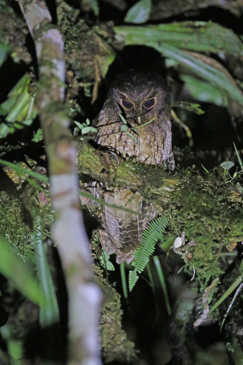 Kara Gözlü Puhucuk (ingens/venezuelanus) - ML377827071