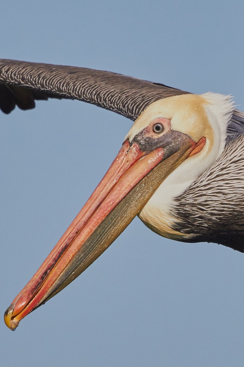 Brown Pelican - ML37782711