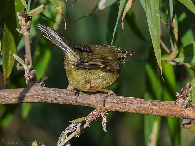 Aberrant Bush Warbler (Aberrant) - ML377828061