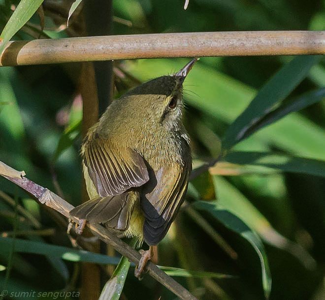 Aberrant Bush Warbler (Aberrant) - ML377828111