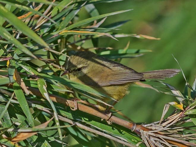 Aberrant Bush Warbler (Aberrant) - ML377828131