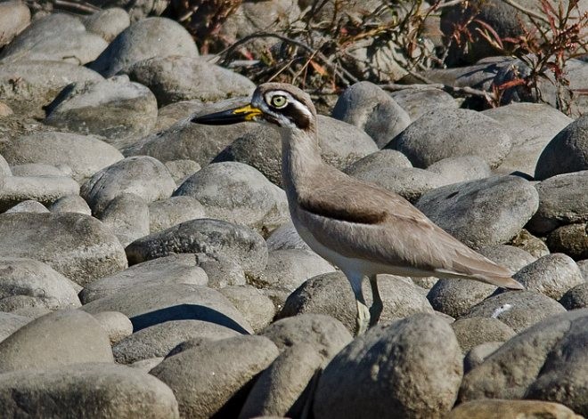 Great Thick-knee - ML377829321