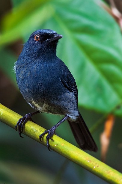 White-bellied Sholakili - ML377829411