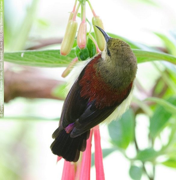 Crimson-backed Sunbird - ML377830181