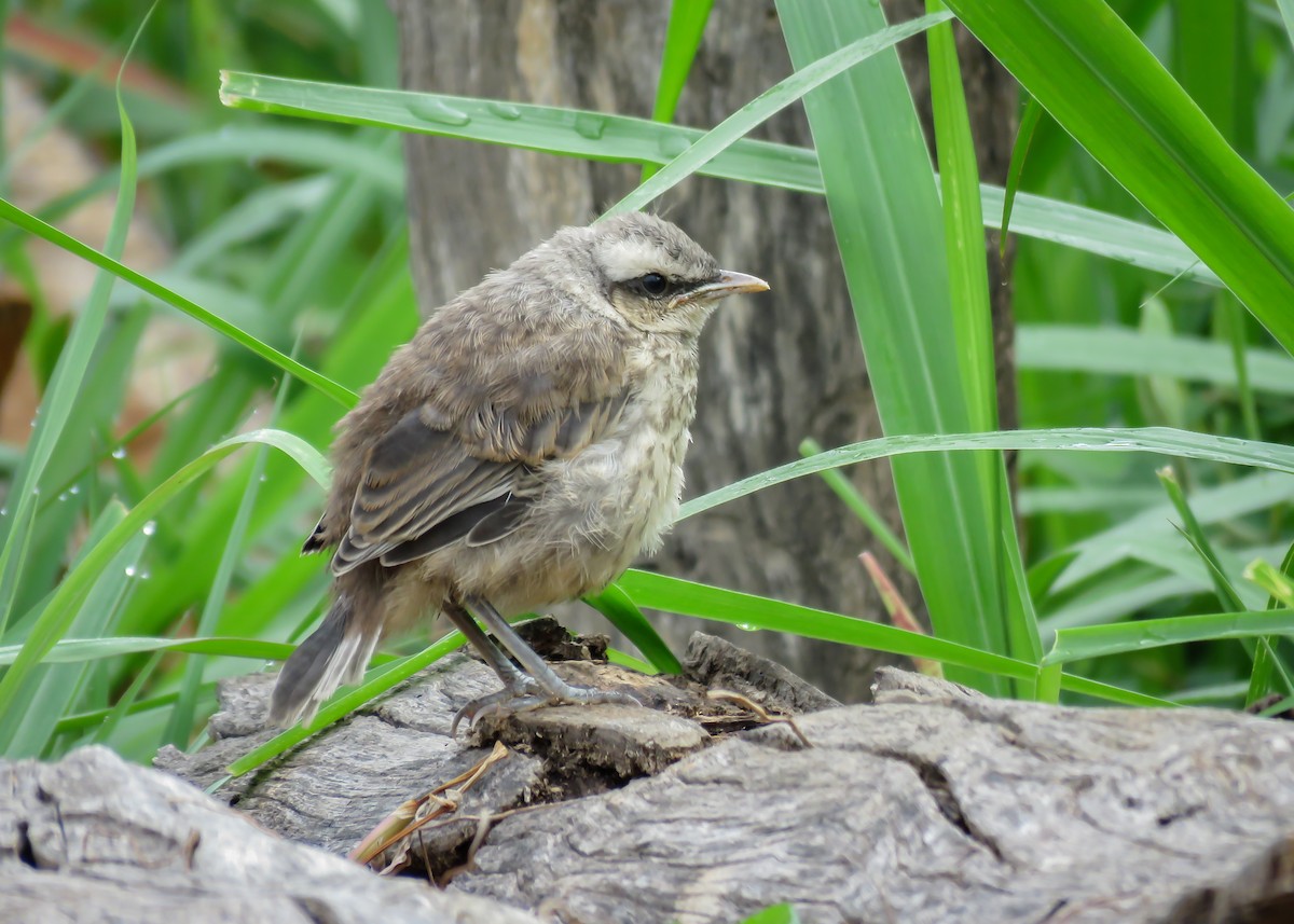 Chalk-browed Mockingbird - ML377830871